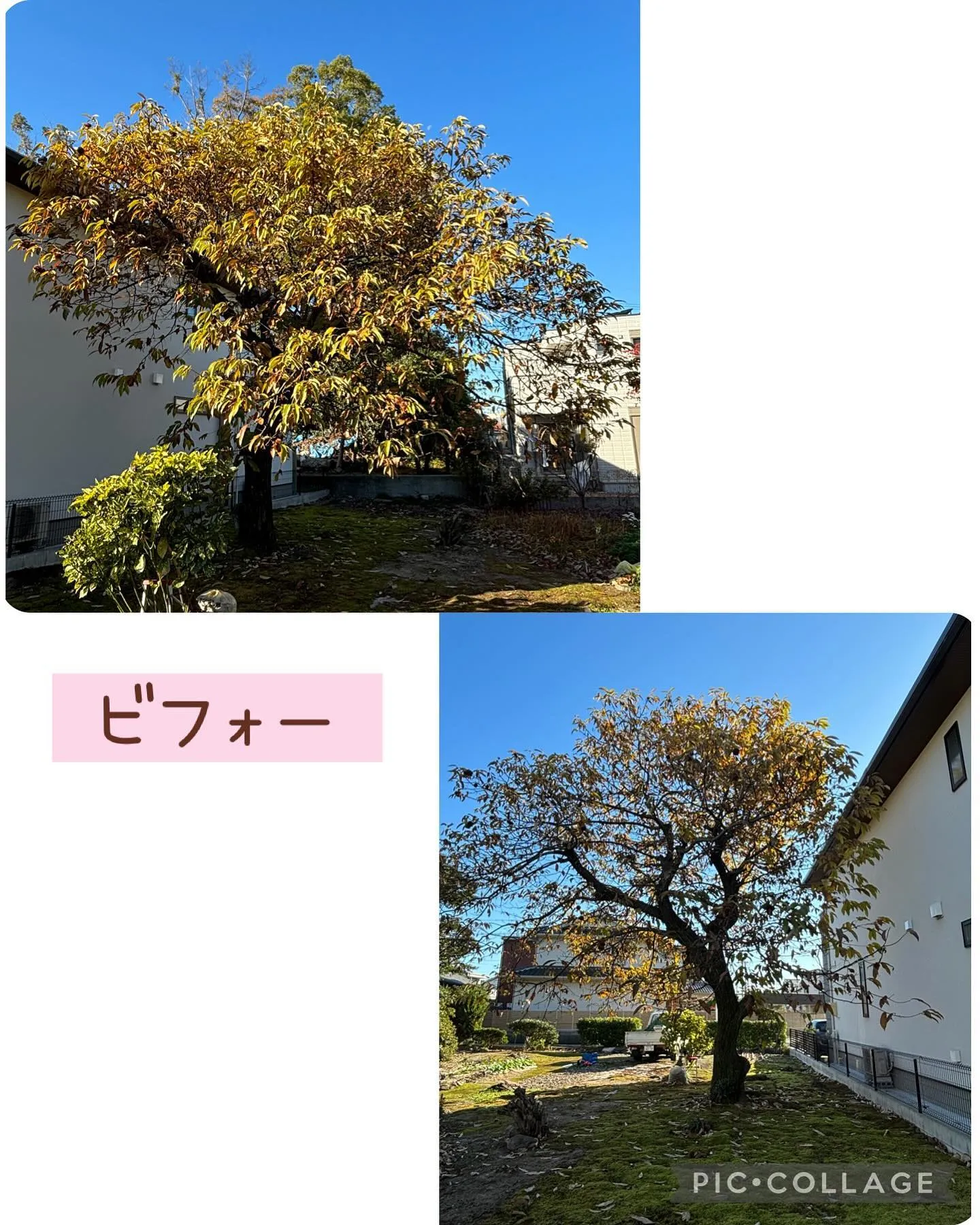 今日は春日井市で栗の木の剪定して来ました。