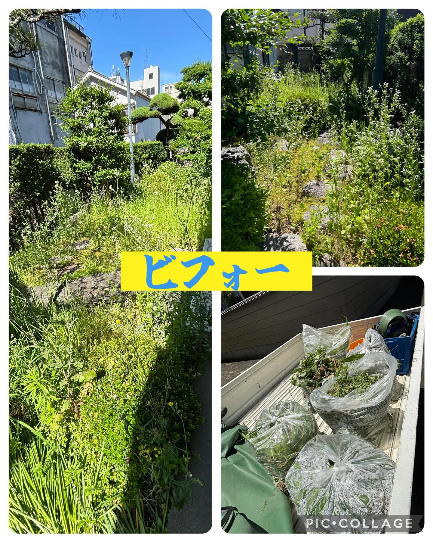 今日は岐阜市若宮の濃尾大震災紀念堂の草むしりをして来ました。