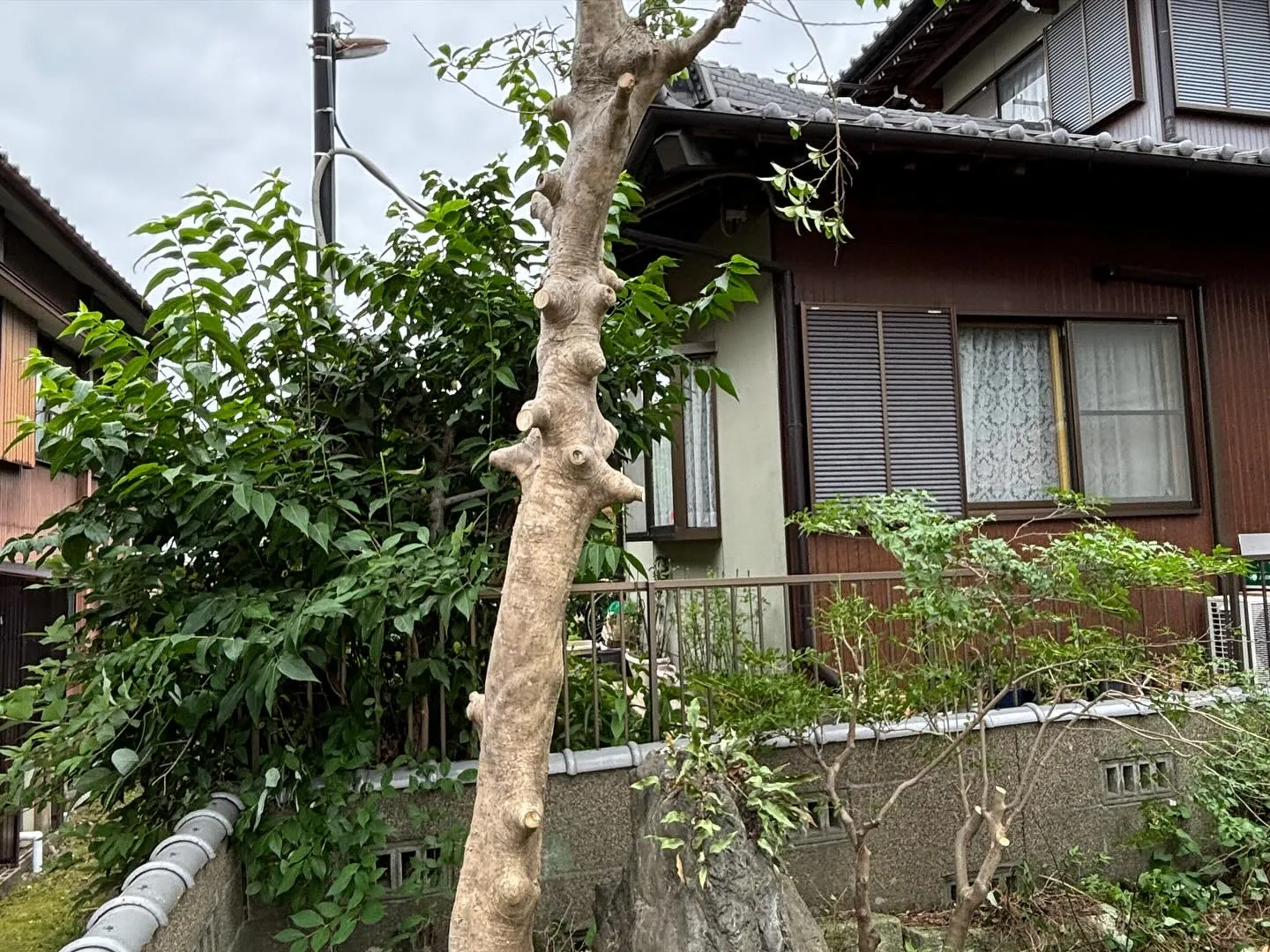 今日も3日目、伐採の続きで岐南町に行きました。