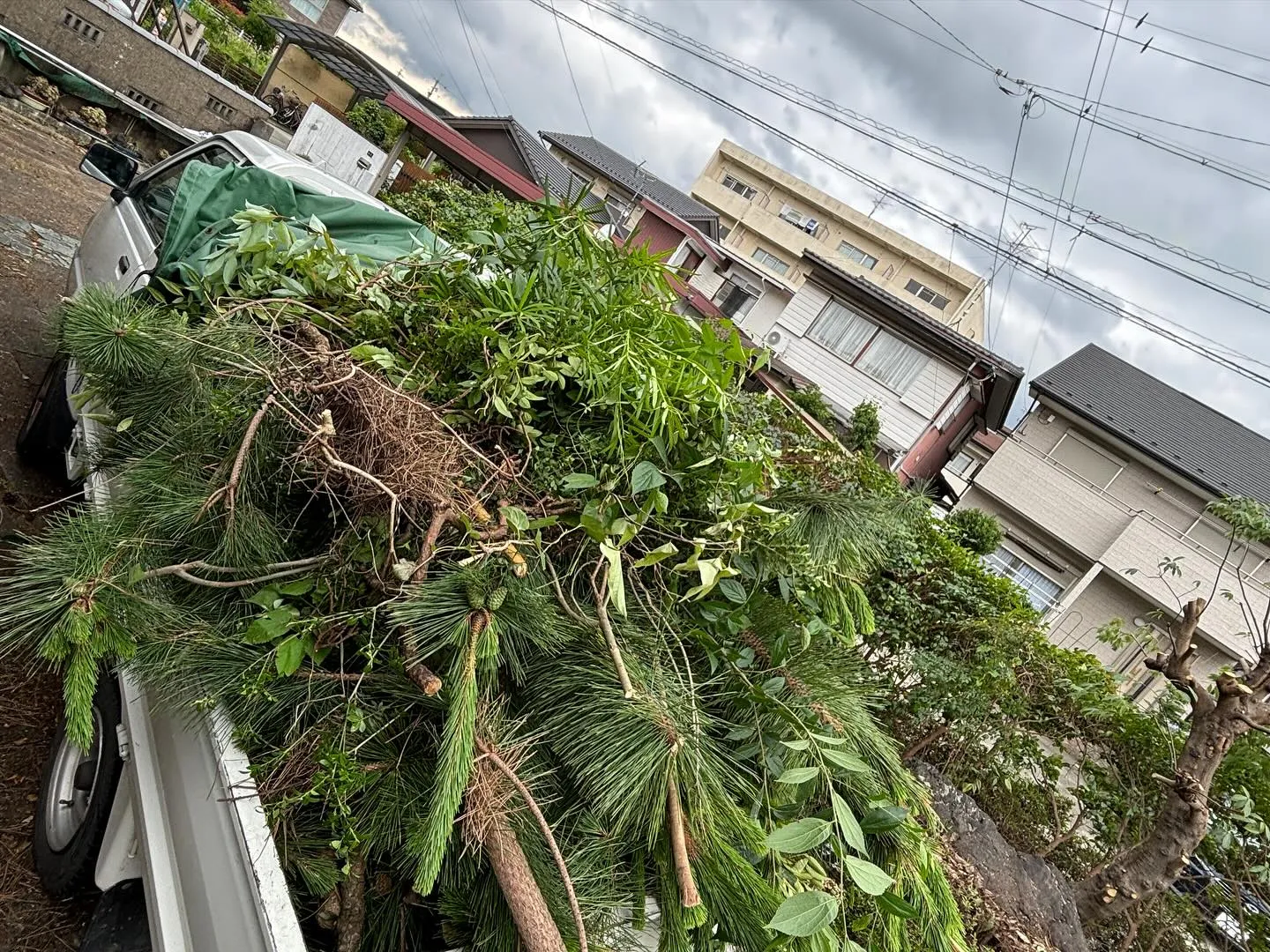 今日も3日目、伐採の続きで岐南町に行きました。