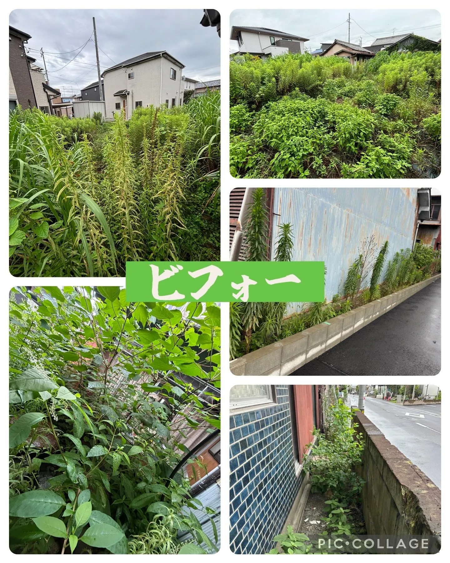 今日は朝一に岐阜市で家具移動、その後岐阜市鏡島で草刈りです。