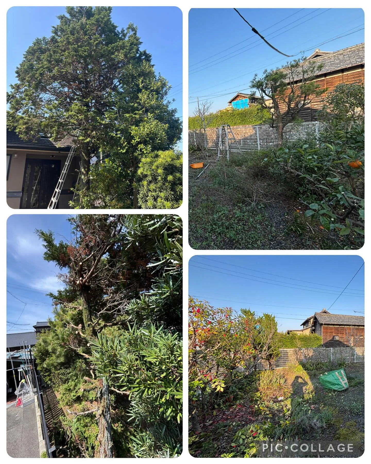 ２日連続で2軒の剪定・枝払いしました。