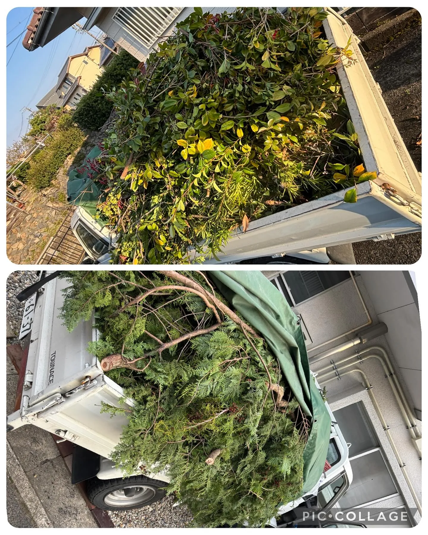 ２日連続で2軒の剪定・枝払いしました。