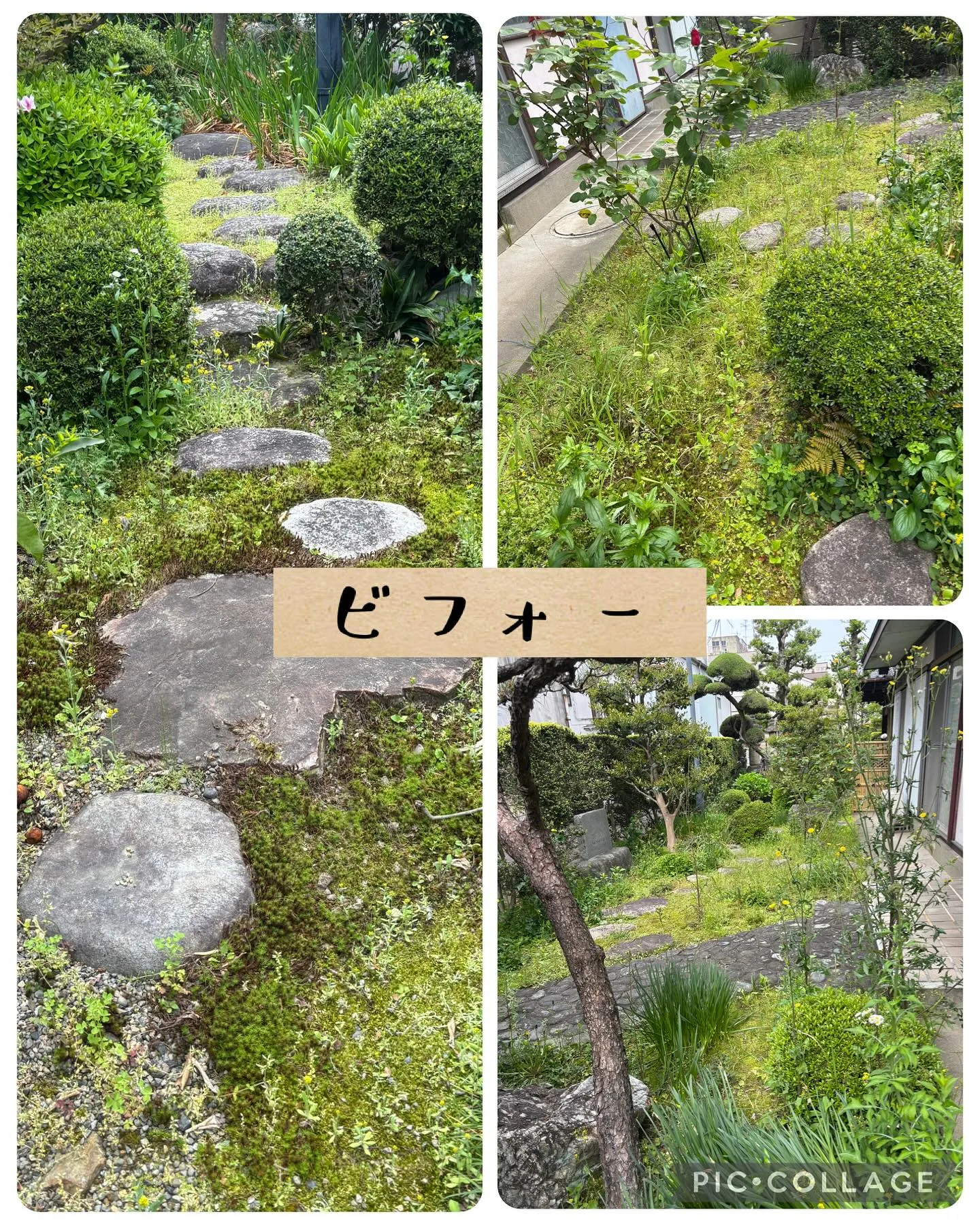 今年も濃尾震災紀念堂の草むしりのご依頼頂きました。