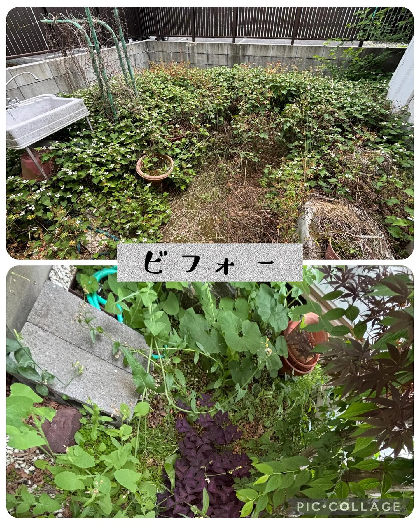 今日は朝から町内会の清掃代理出席、果実落下防止ネット張り、草...