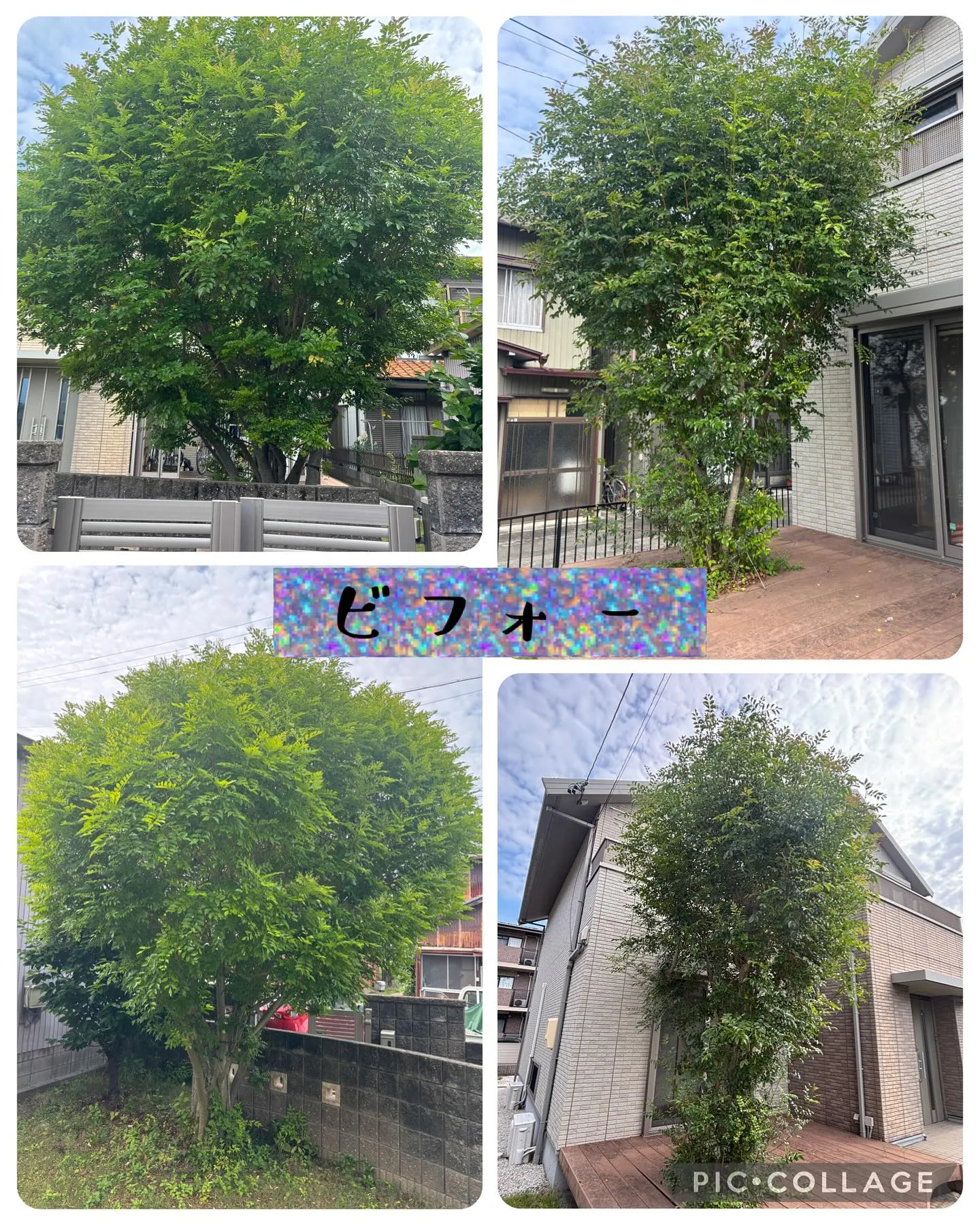 庭木の剪定して来ました。