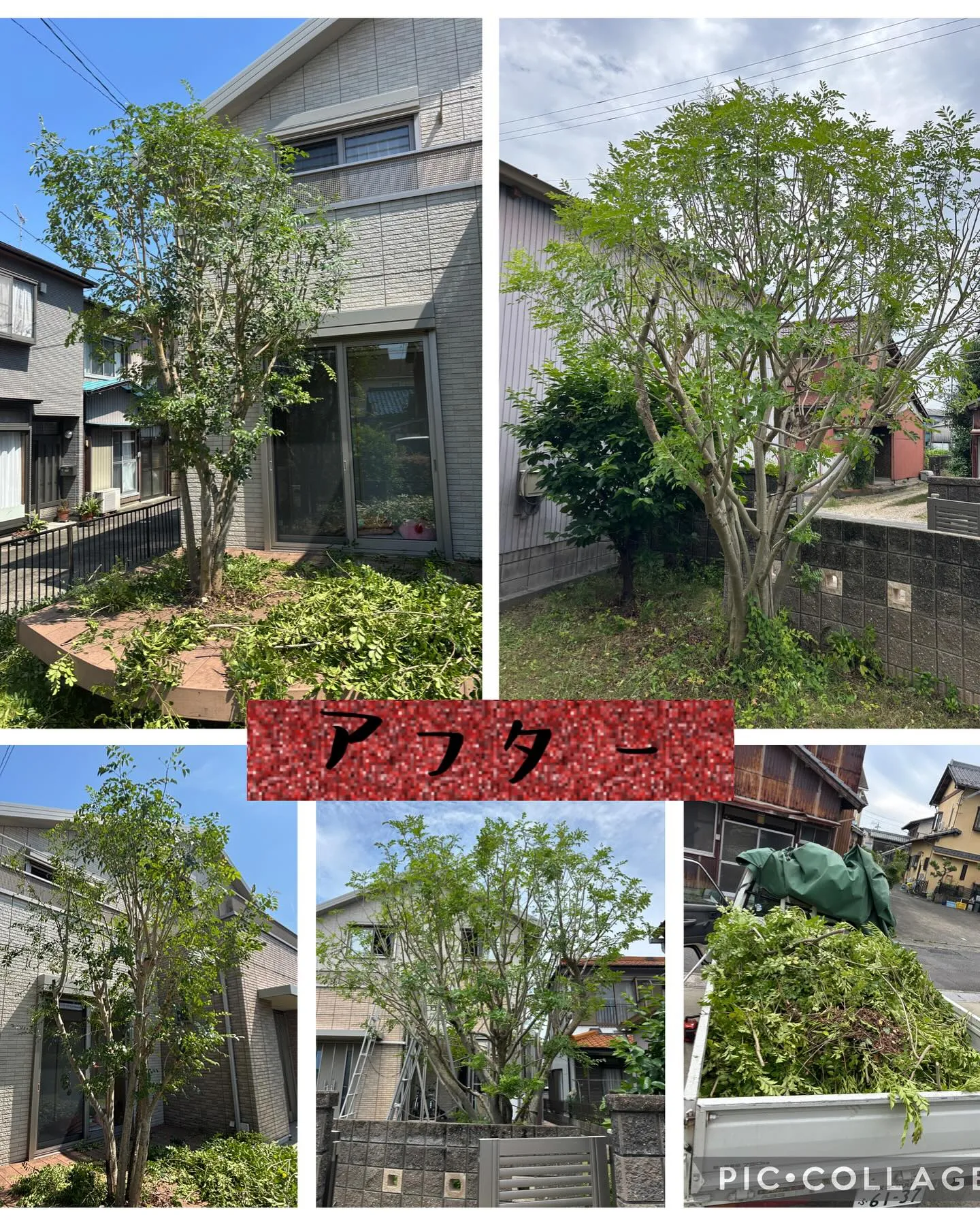 庭木の剪定して来ました。