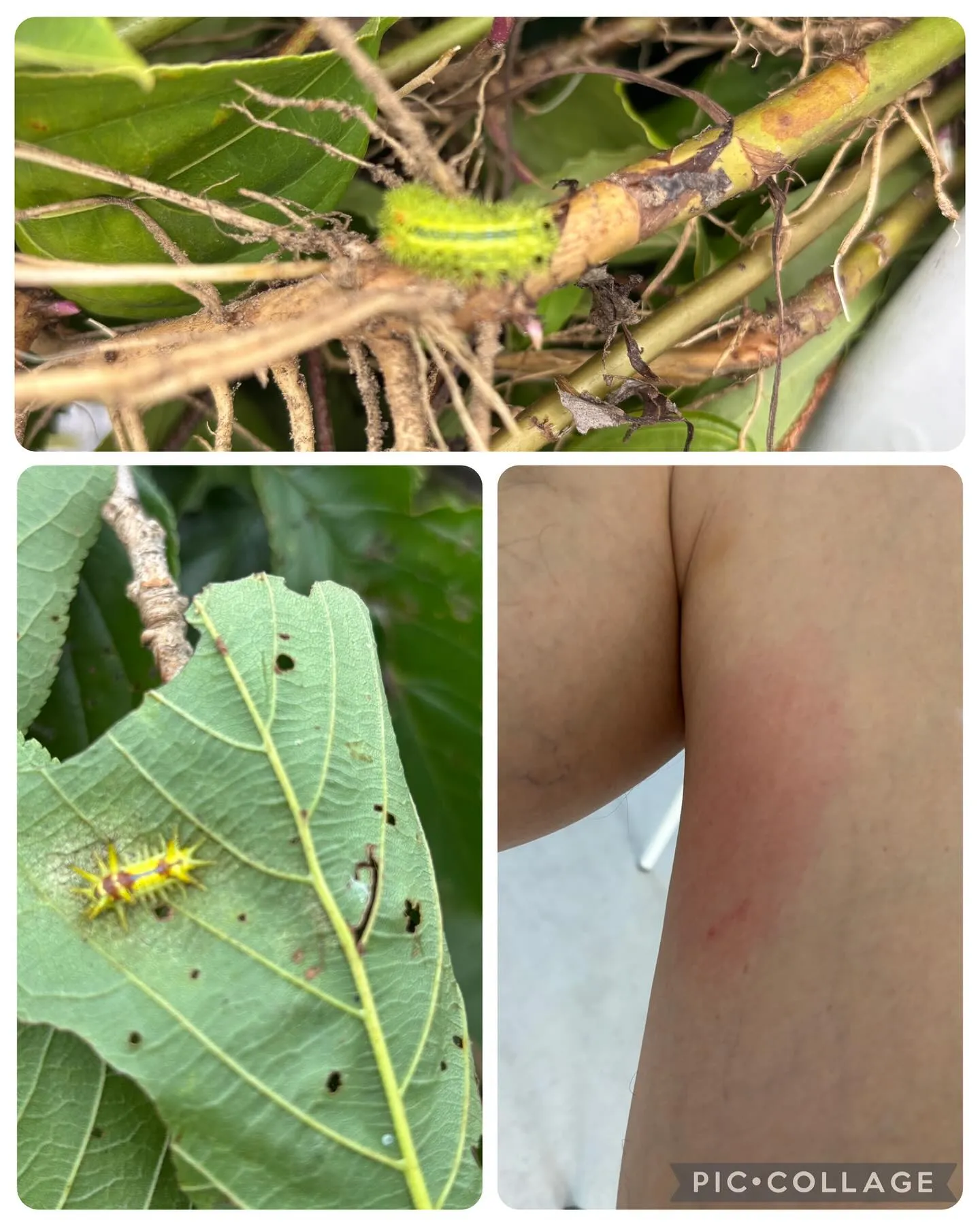 今日はさくらんぼの木とシンボルツリーの剪定しました。