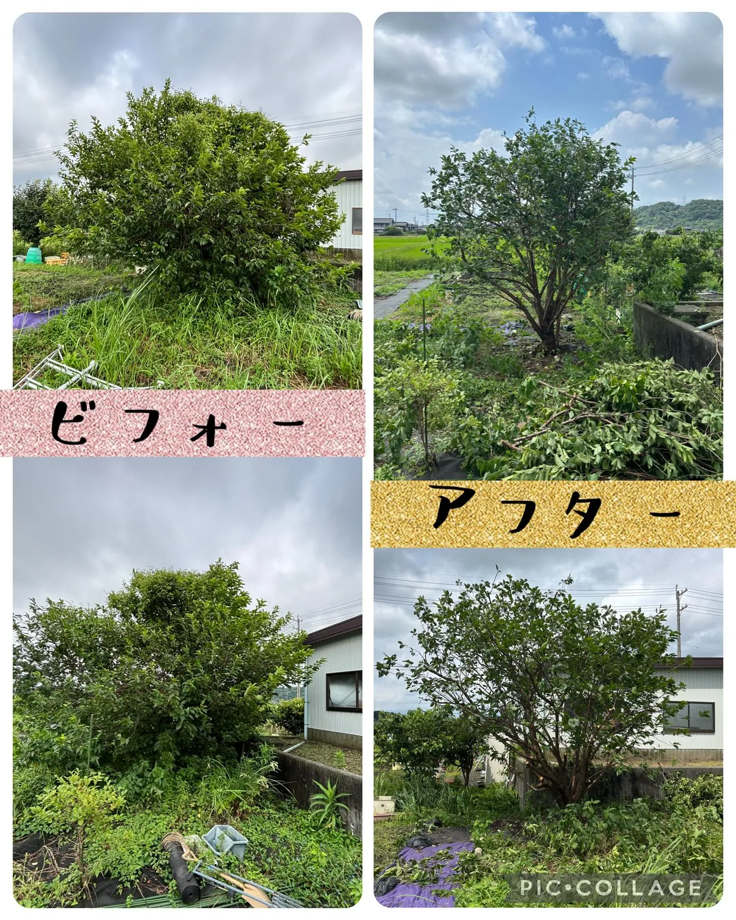 今日はさくらんぼの木とシンボルツリーの剪定しました。