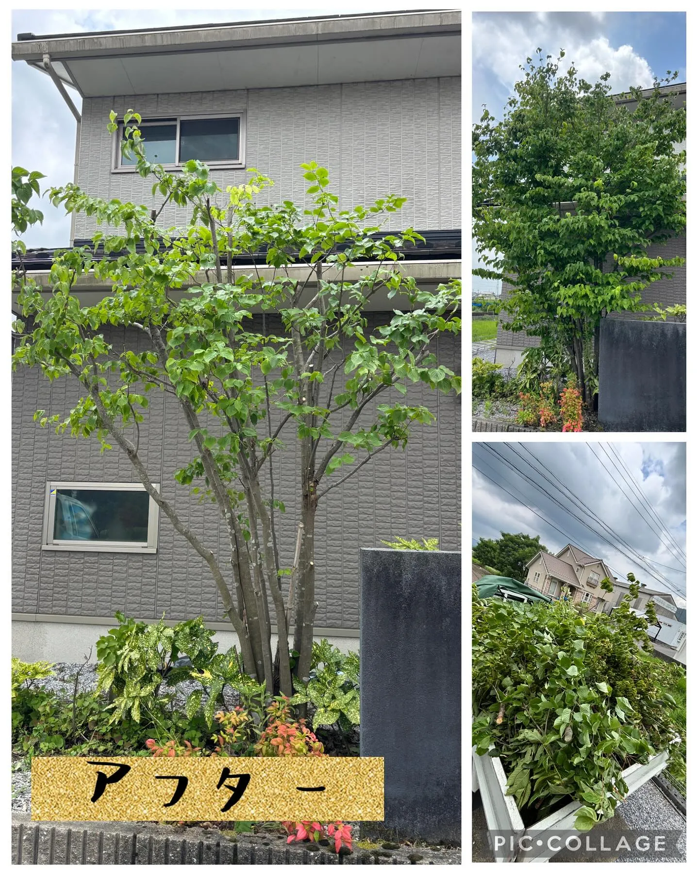 今日はさくらんぼの木とシンボルツリーの剪定しました。