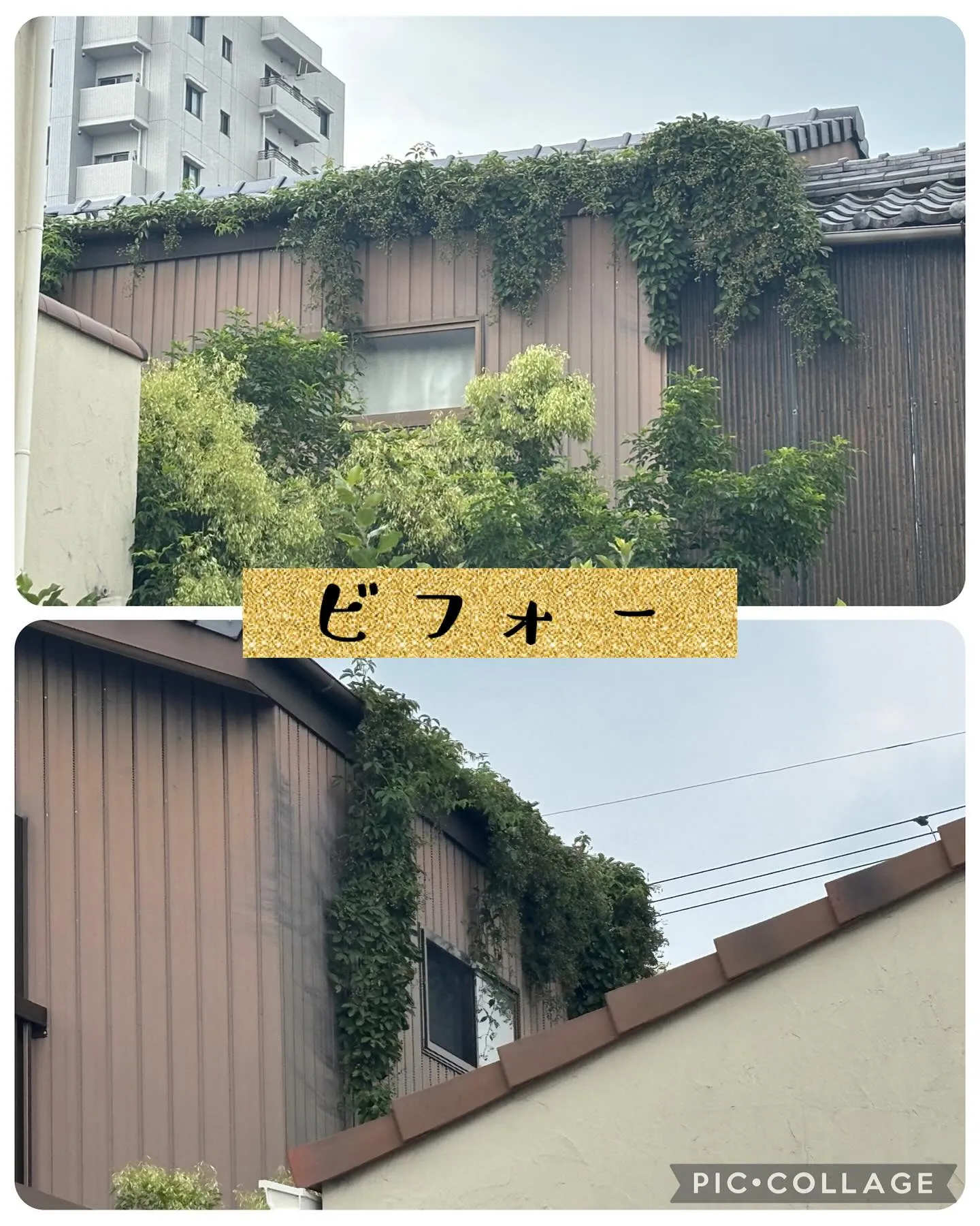 大屋根の雨樋に草が生い茂っているので取って欲しいとの御依頼！