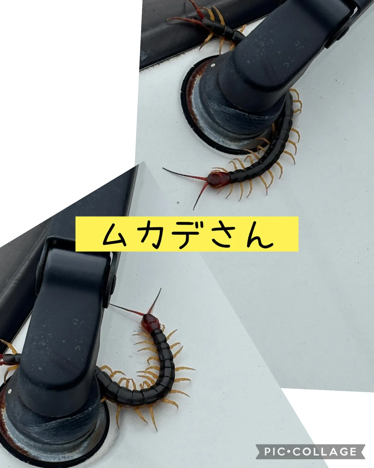 草刈りシーズン到来❗️